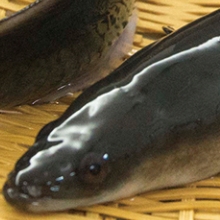 Circled Close Up Salmon